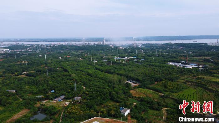 湖北宜昌姚家港化工園周圍綠樹成蔭。<a target='_blank' href='http://www.chinanews.com/'>中新社</a>記者董曉斌攝