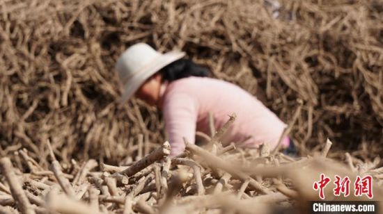 圖為宕昌藥農(nóng)分揀中藥材。(資料圖) 魏建軍 攝