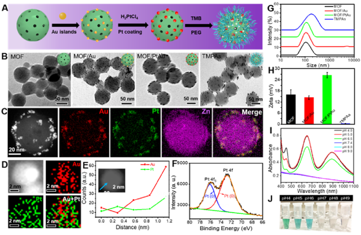 TMPAs的酶活性及催化機(jī)理