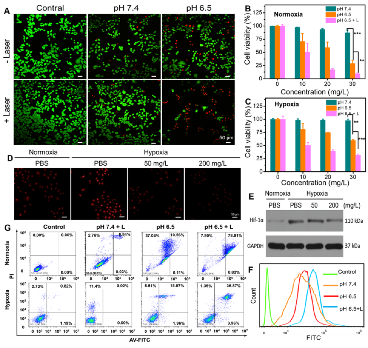 TMPAs的體外協(xié)同抗癌作用